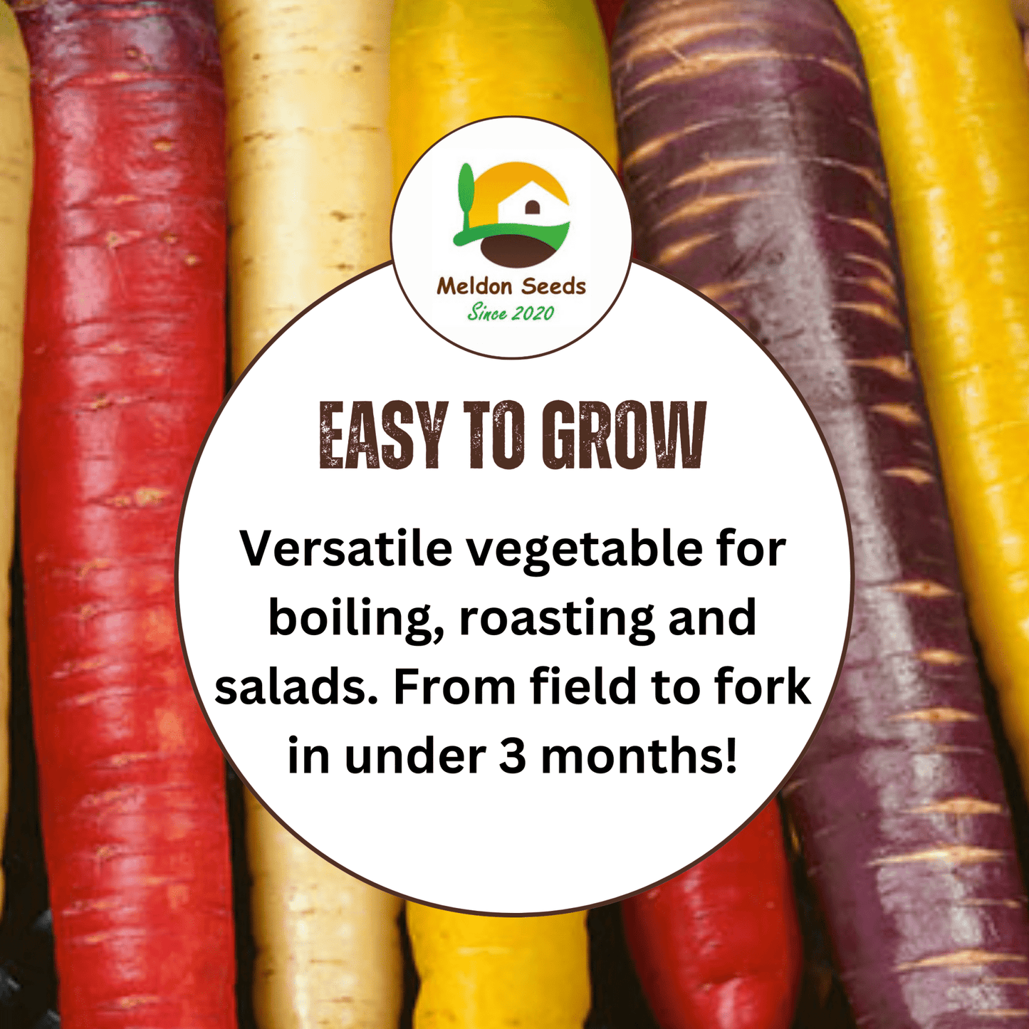 Mixed Carrot 250 Seeds - Rainbow, Red Samurai, Purple Haze - Chartley Chucks