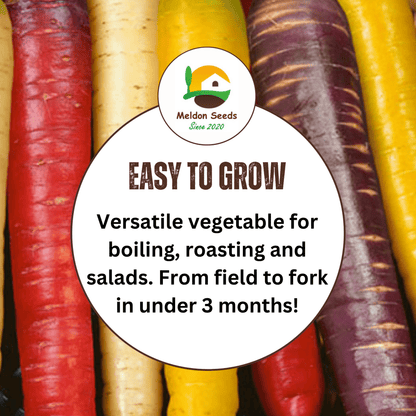 Mixed Carrot 250 Seeds - Rainbow, Red Samurai, Purple Haze - Chartley Chucks