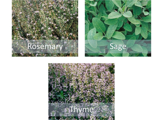 Mixed Herb Seeds Collection - Rosemary, Thyme & Sage - Indoor Kitchen or Garden - Chartley Chucks