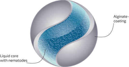 Nematode Slow Release Pearls for Fungus Gnats and Thrips pupae - Chartley Chucks