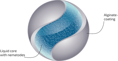 Nematode Slow Release Pearls for Fungus Gnats and Thrips pupae - Chartley Chucks