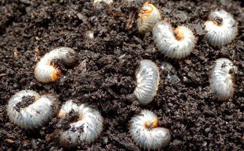 Nematodes for Chafer Bug - Chartley Chucks