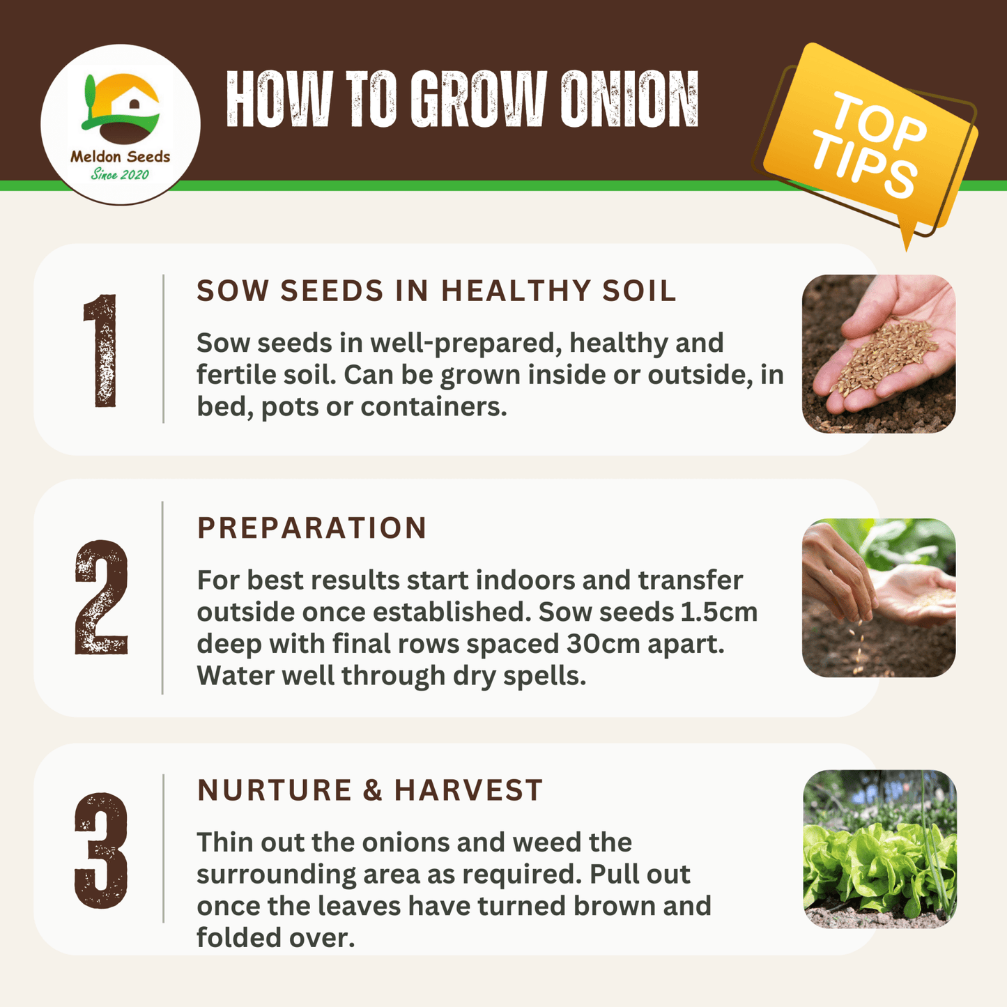 Onion Armstrong F1 140 Seeds - Chartley Chucks