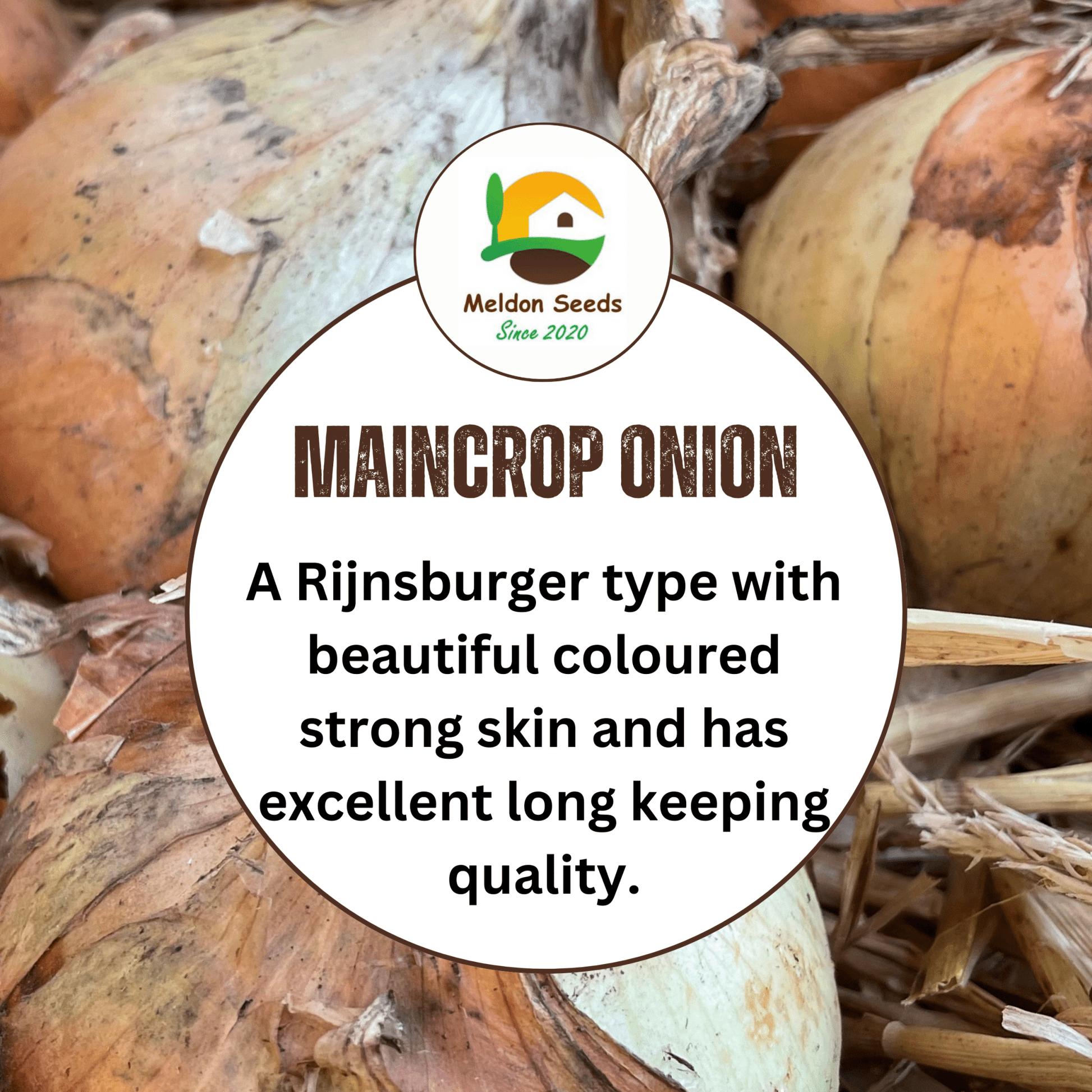 Onion Armstrong F1 140 Seeds - Chartley Chucks