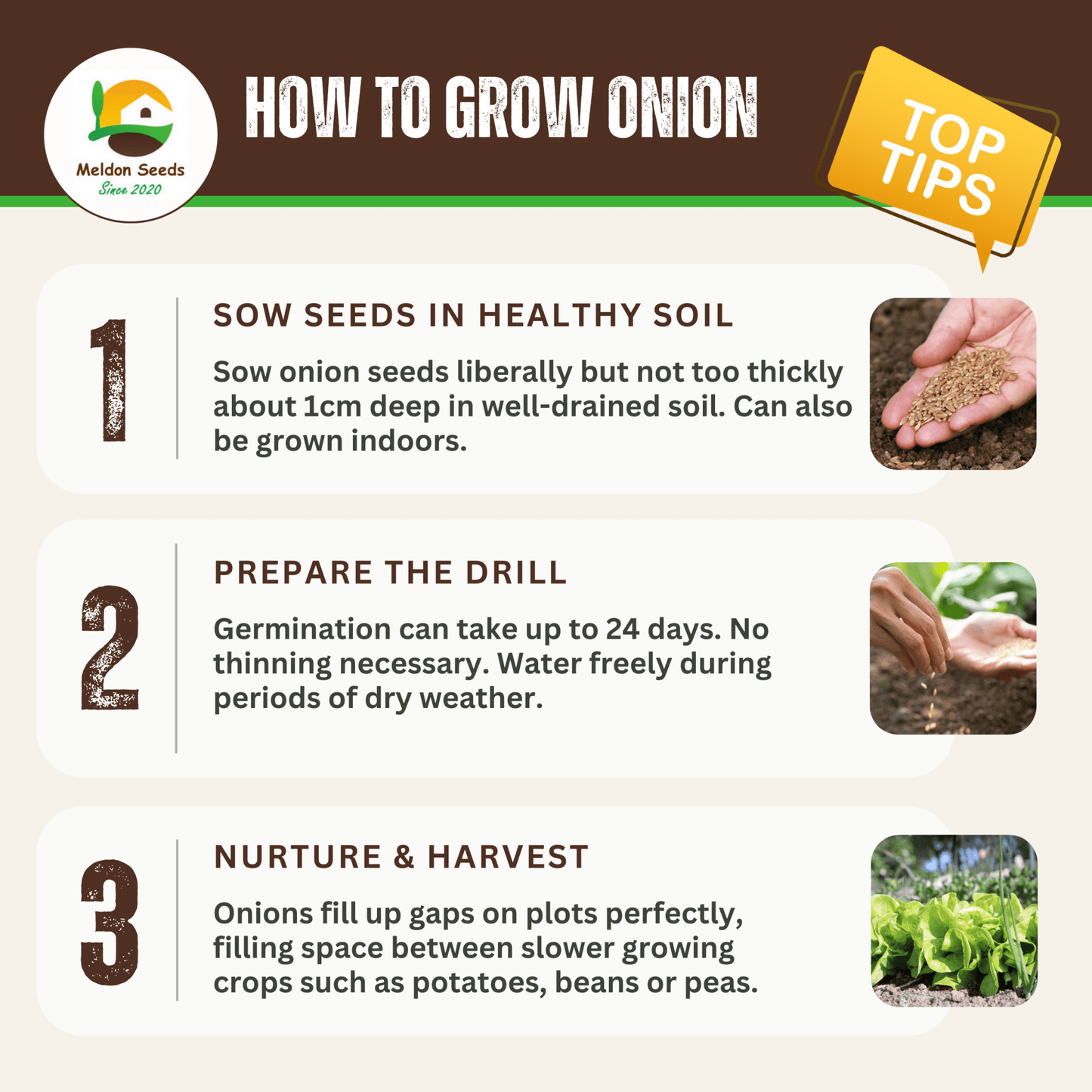 Onion Paris Silver Skin for Pickling x 200 Seeds - Chartley Chucks