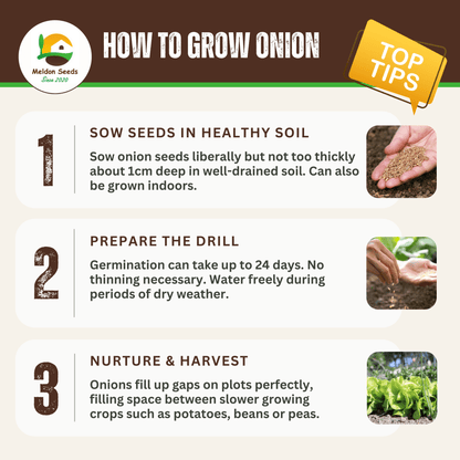 Onion Paris Silver Skin for Pickling x 200 Seeds - Chartley Chucks