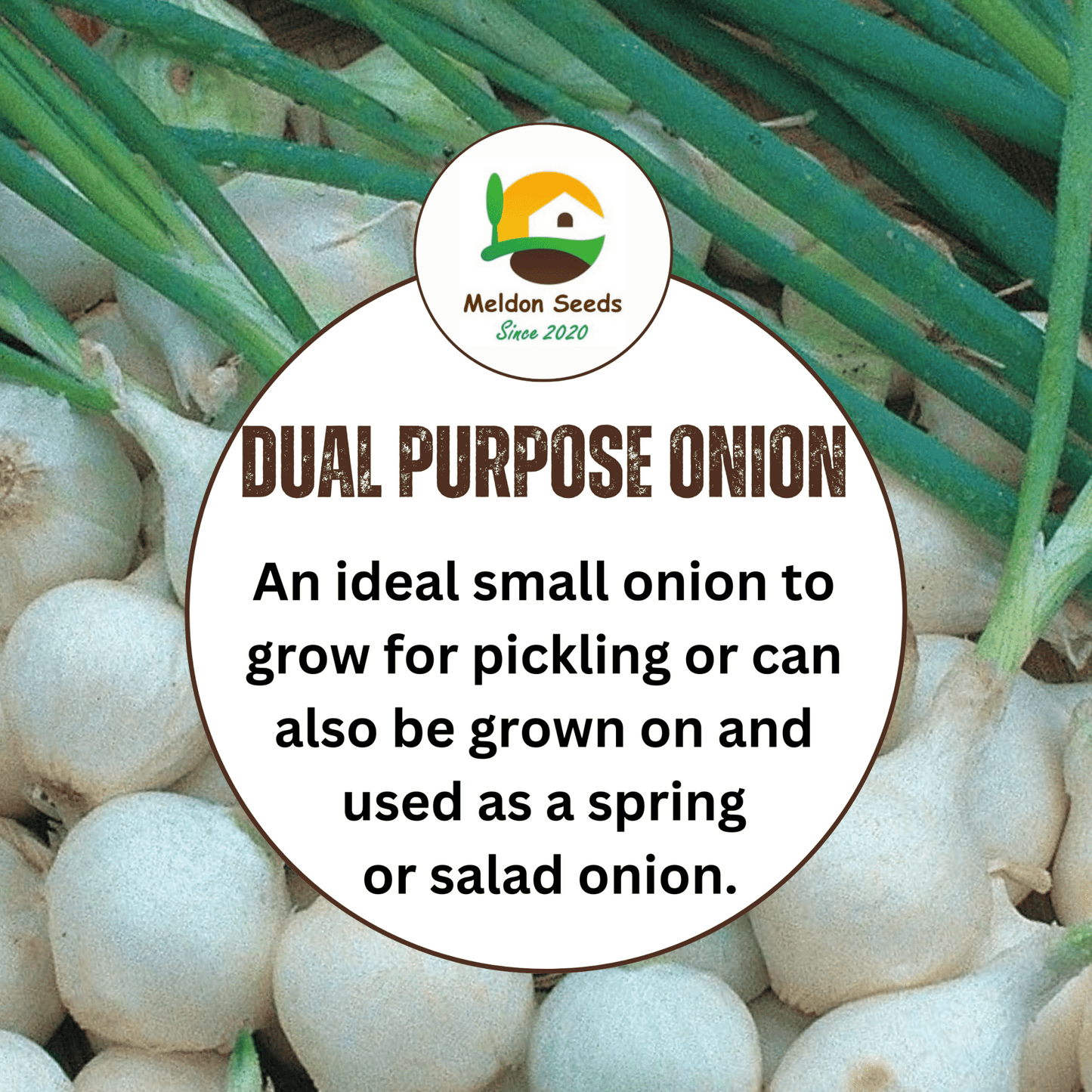 Onion Paris Silver Skin for Pickling x 200 Seeds - Chartley Chucks