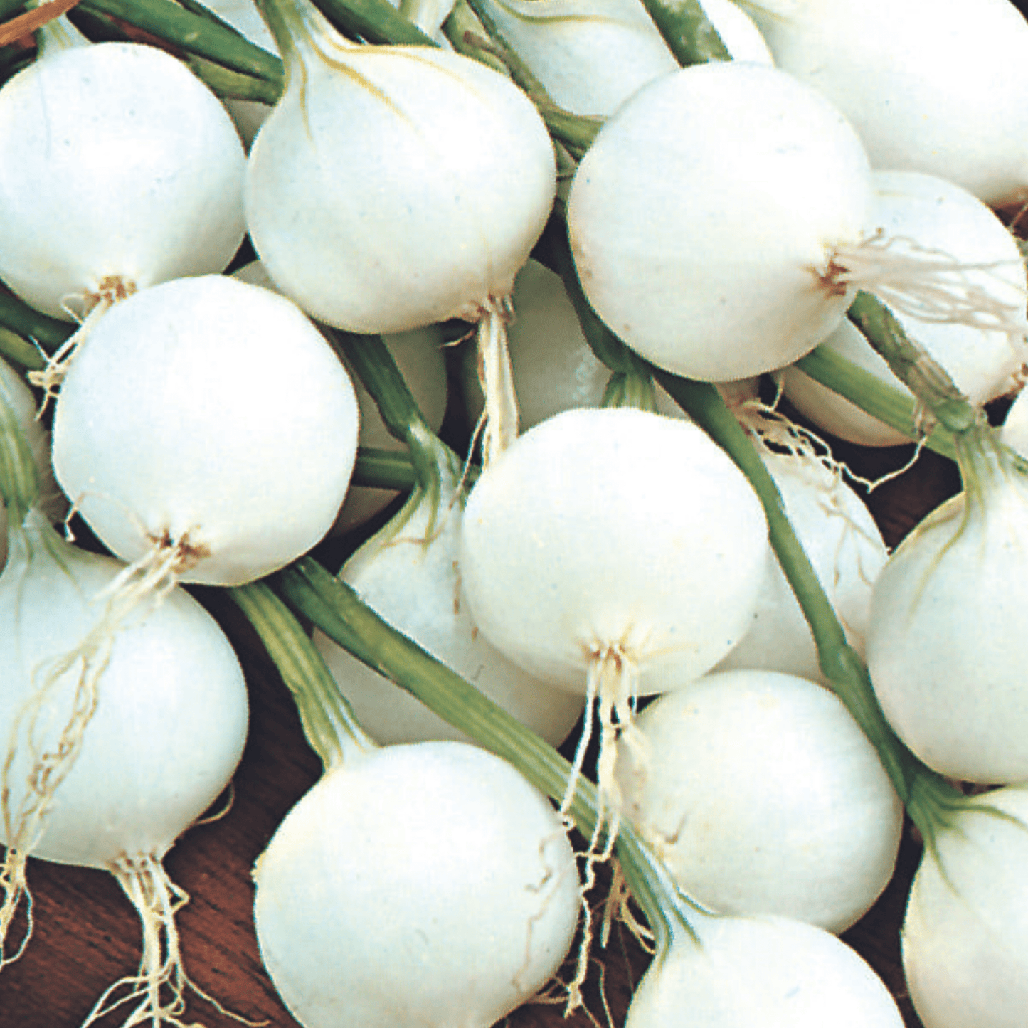 Onion Paris Silver Skin for Pickling x 200 Seeds - Chartley Chucks