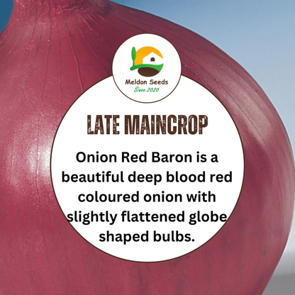 Onion Red Baron 115 Seeds - Chartley Chucks
