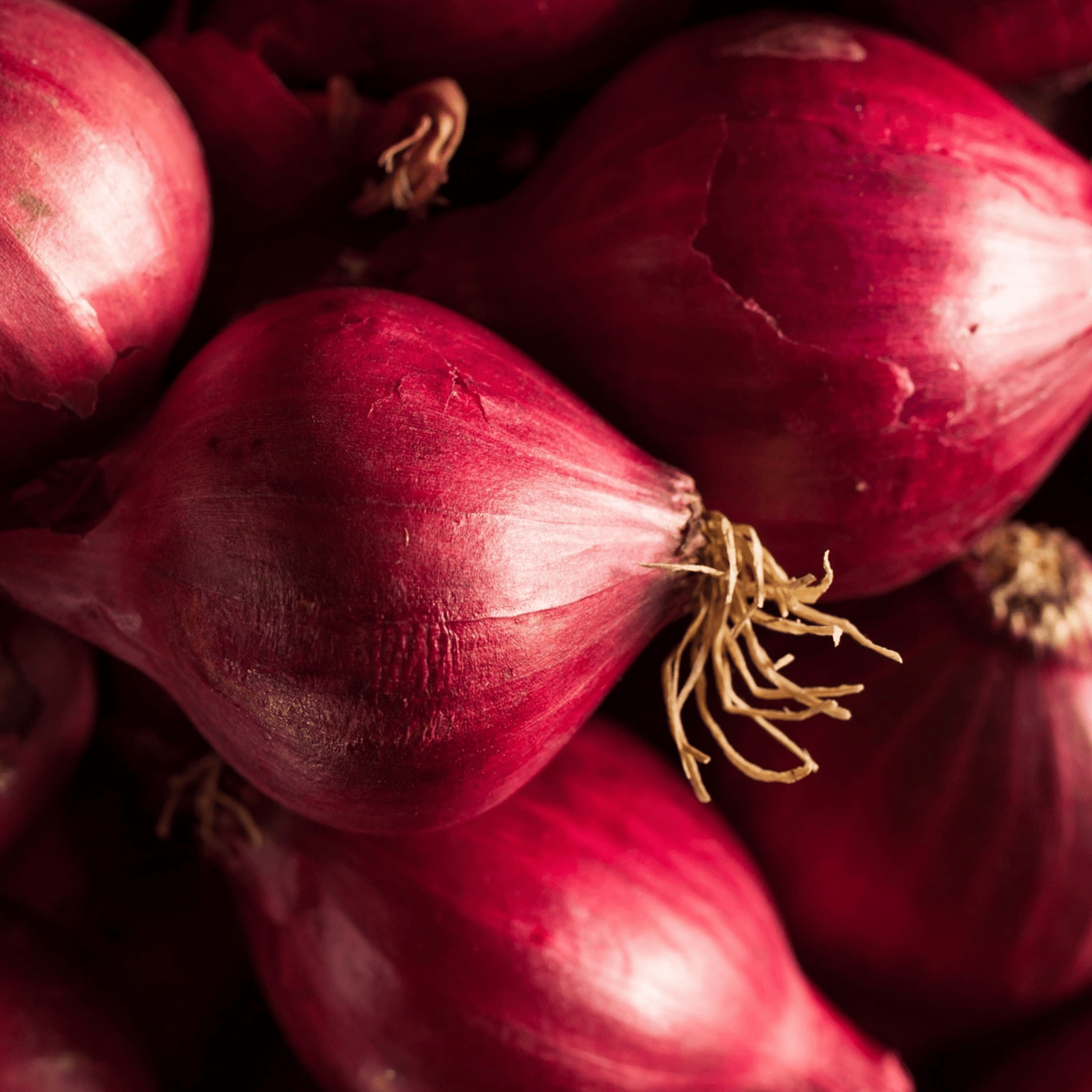 Onion Seeds Red Brunswick 200 Fresh Vegetable Seeds - Chartley Chucks