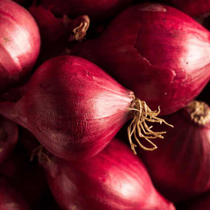 Onion Seeds Red Brunswick 200 Fresh Vegetable Seeds - Chartley Chucks