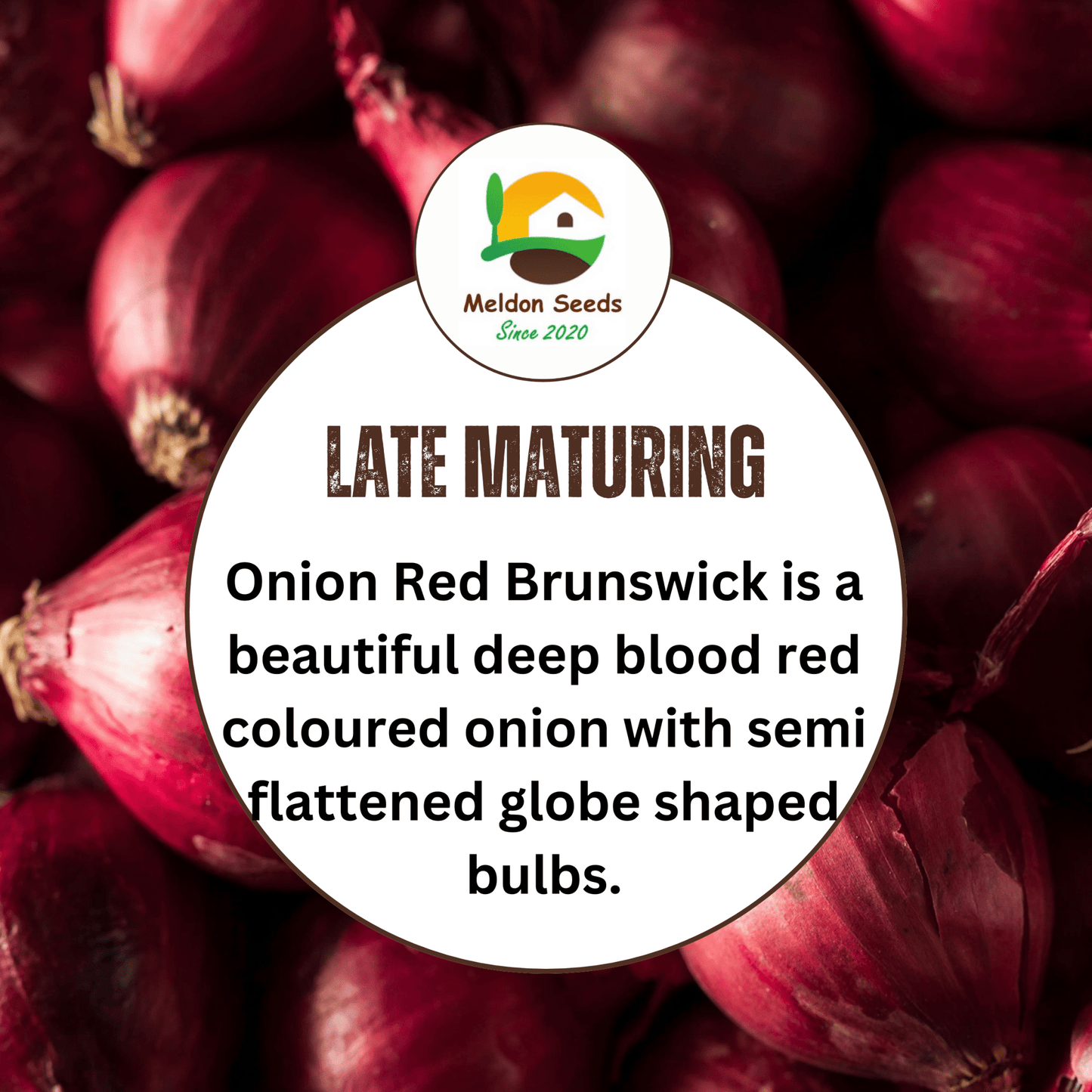 Onion Seeds Red Brunswick 200 Fresh Vegetable Seeds - Chartley Chucks
