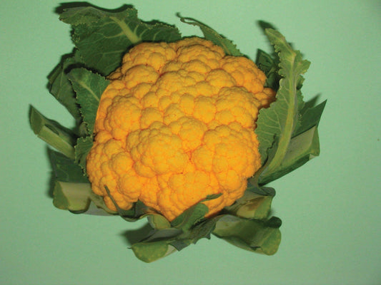 Orange Cauliflower Plug Plants - "Grow Your Own" Vegetables **Letterbox Friendly** - Chartley Chucks