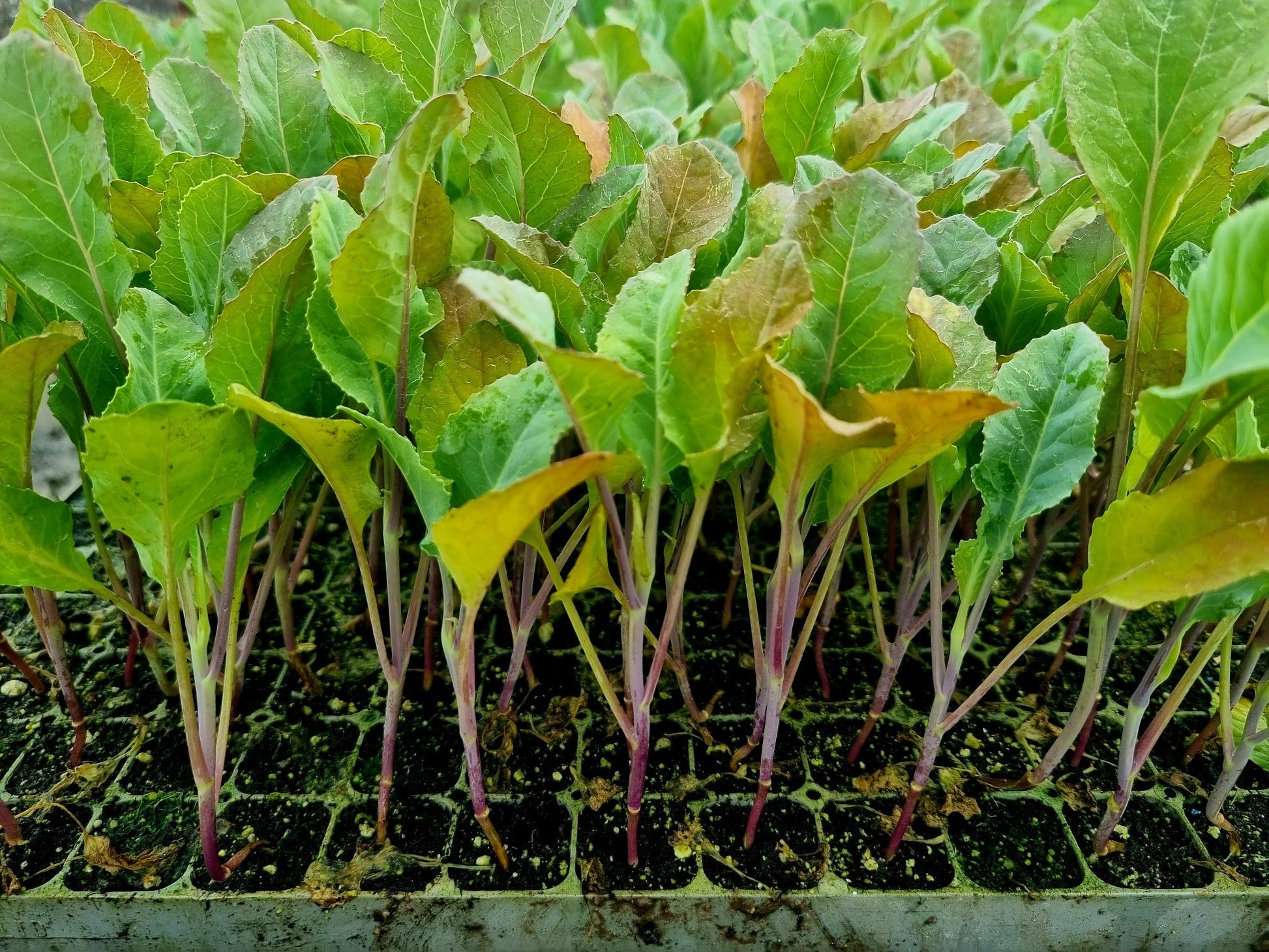 Orange Cauliflower Plug Plants - "Grow Your Own" Vegetables **Letterbox Friendly** - Chartley Chucks
