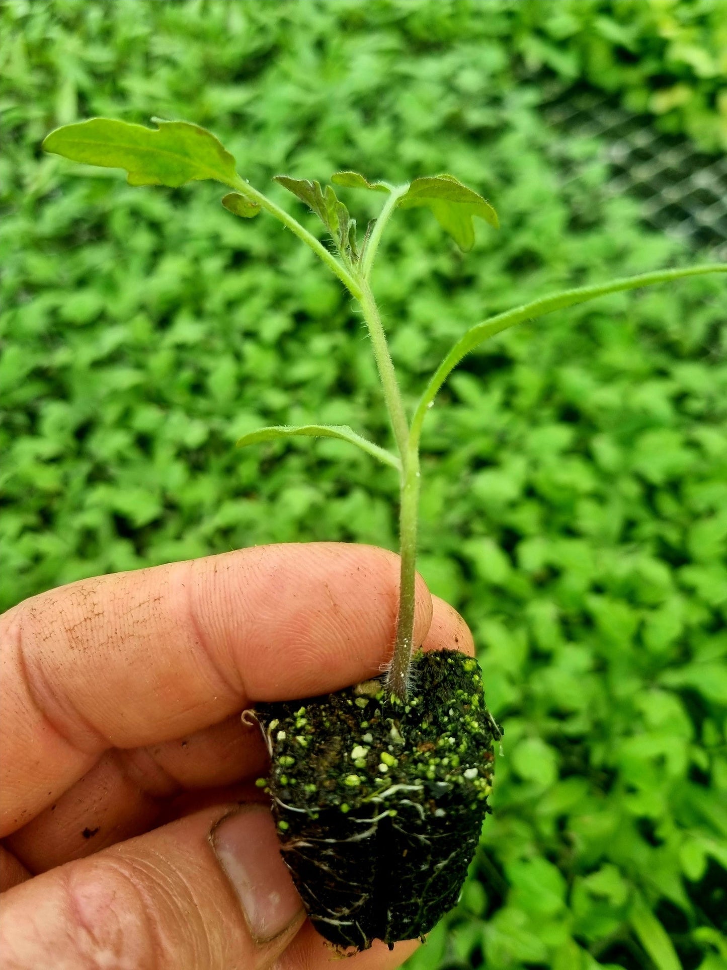 Orange Cherry Tomato Plug Plants "Grow Your Own" Fruit 'Ready to Plant Now' Young Vegetable Plants **Letterbox Friendly** - Chartley Chucks