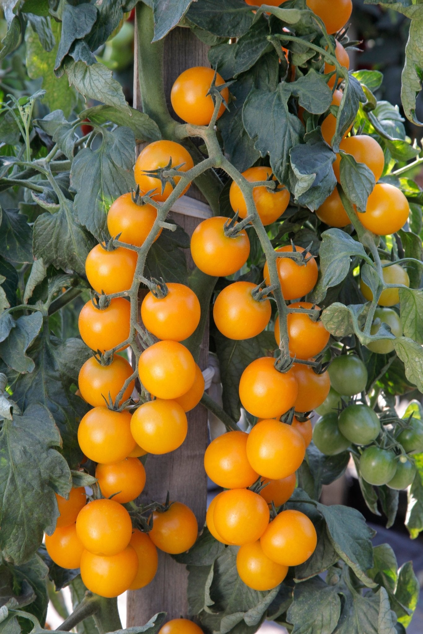 Orange Cherry Tomato Plug Plants "Grow Your Own" Fruit 'Ready to Plant Now' Young Vegetable Plants **Letterbox Friendly** - Chartley Chucks