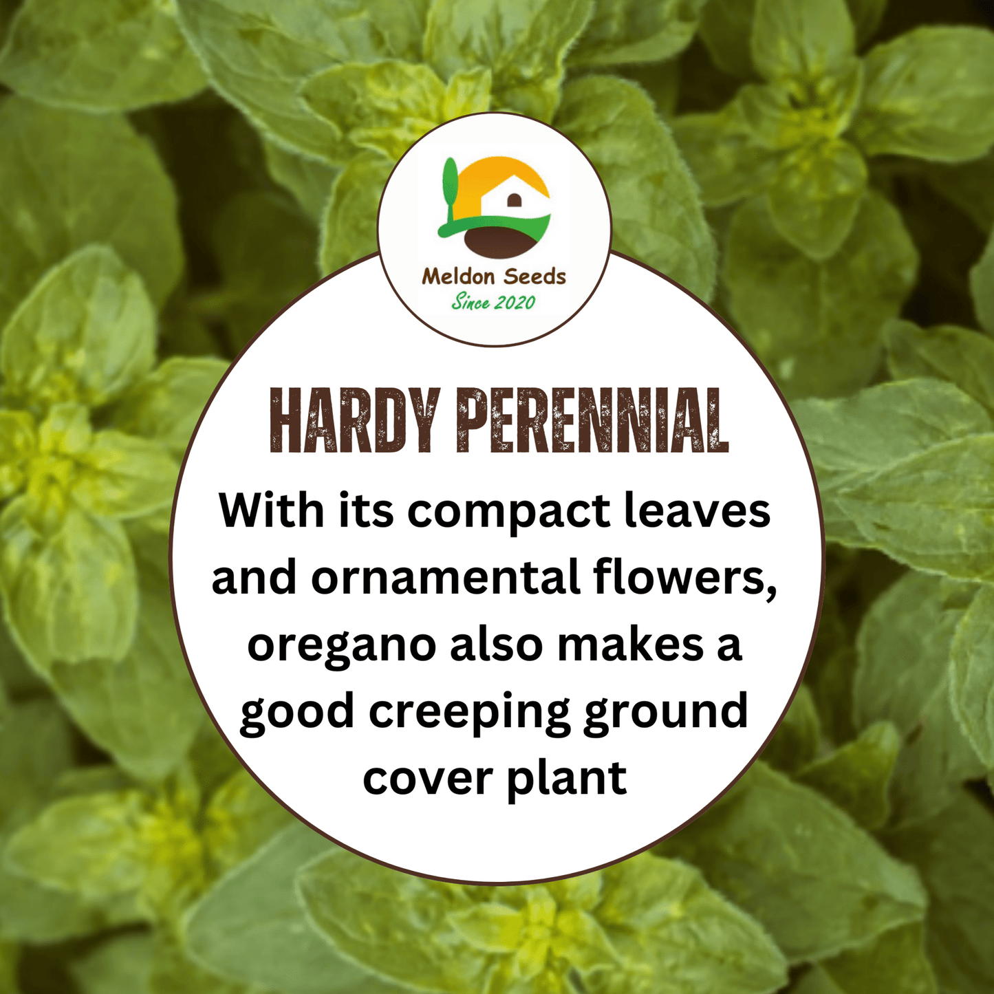 Oregano Greek 450 Seeds - Chartley Chucks