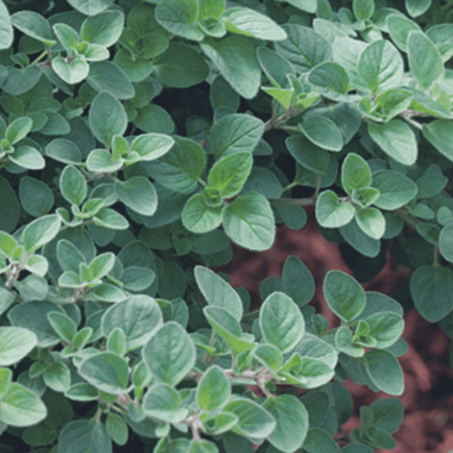Oregano Greek 450 Seeds - Chartley Chucks