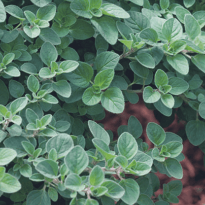 Oregano Greek 450 Seeds - Chartley Chucks