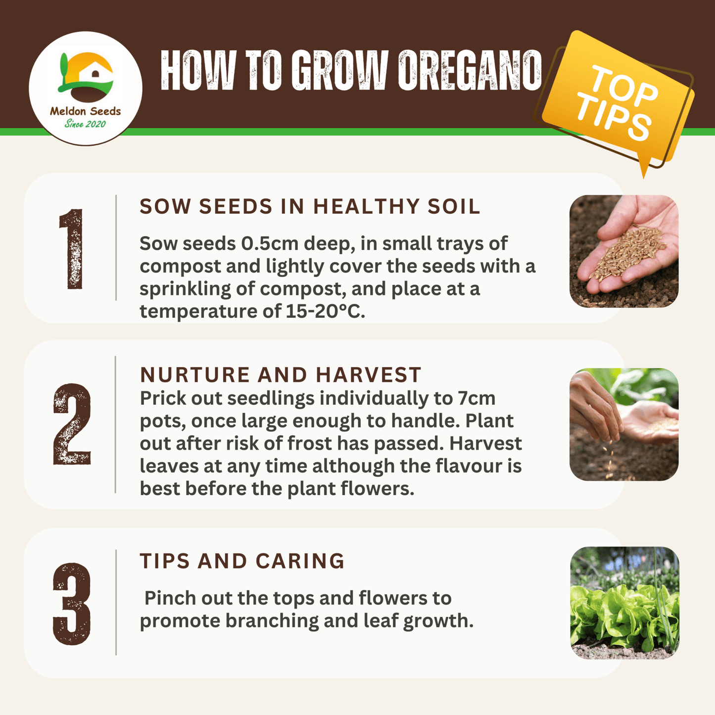 Oregano Greek 450 Seeds - Chartley Chucks