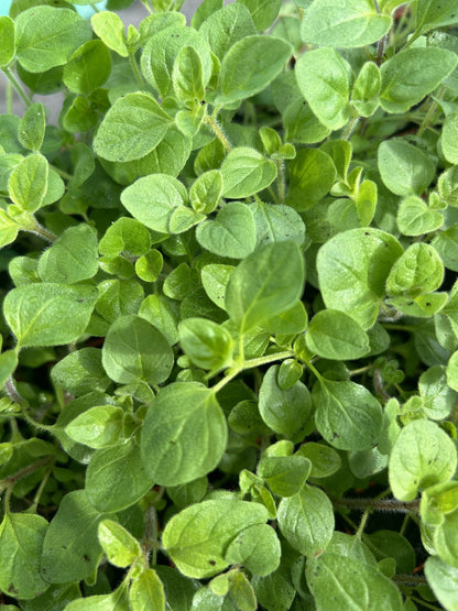 Oregano Herb Plug Plants "Grow your Own" Herbs **LETTERBOX FRIENDLY** - Chartley Chucks