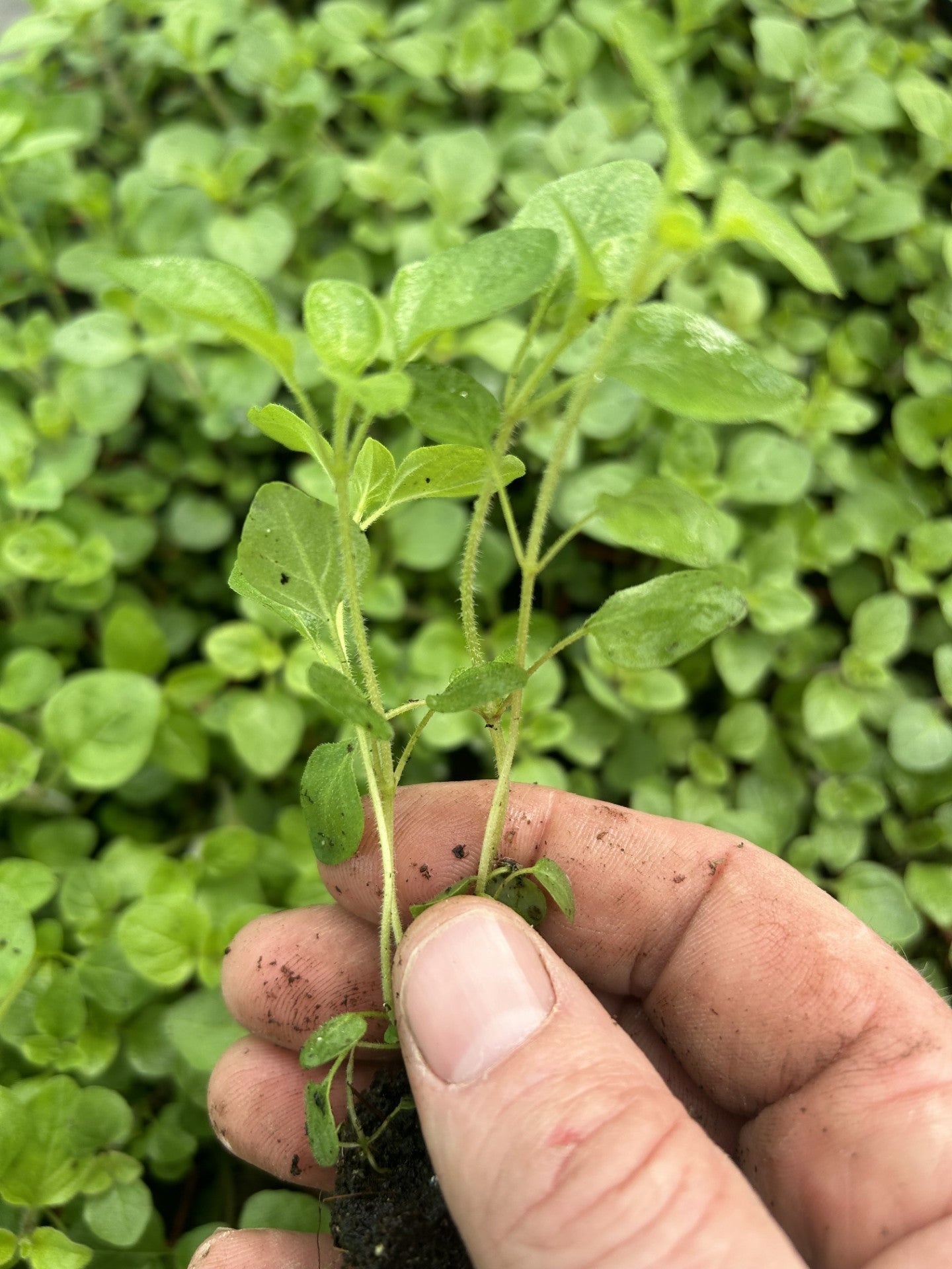 Oregano Herb Plug Plants "Grow your Own" Herbs **LETTERBOX FRIENDLY** - Chartley Chucks