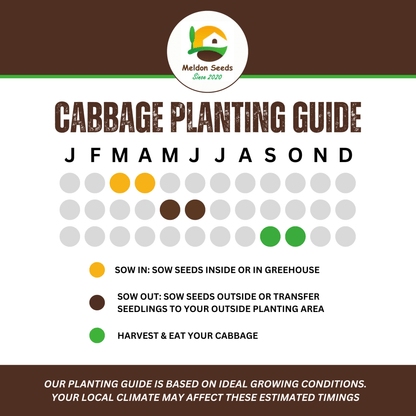 Organic Cabbage Cuor di Bue (Oxheart) 100 Seeds - Chartley Chucks