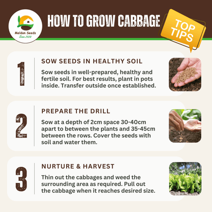 Organic Cabbage Cuor di Bue (Oxheart) 100 Seeds - Chartley Chucks