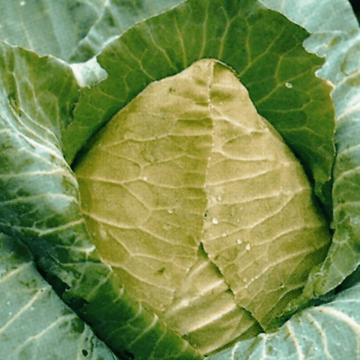 Organic Cabbage Cuor di Bue (Oxheart) 100 Seeds - Chartley Chucks