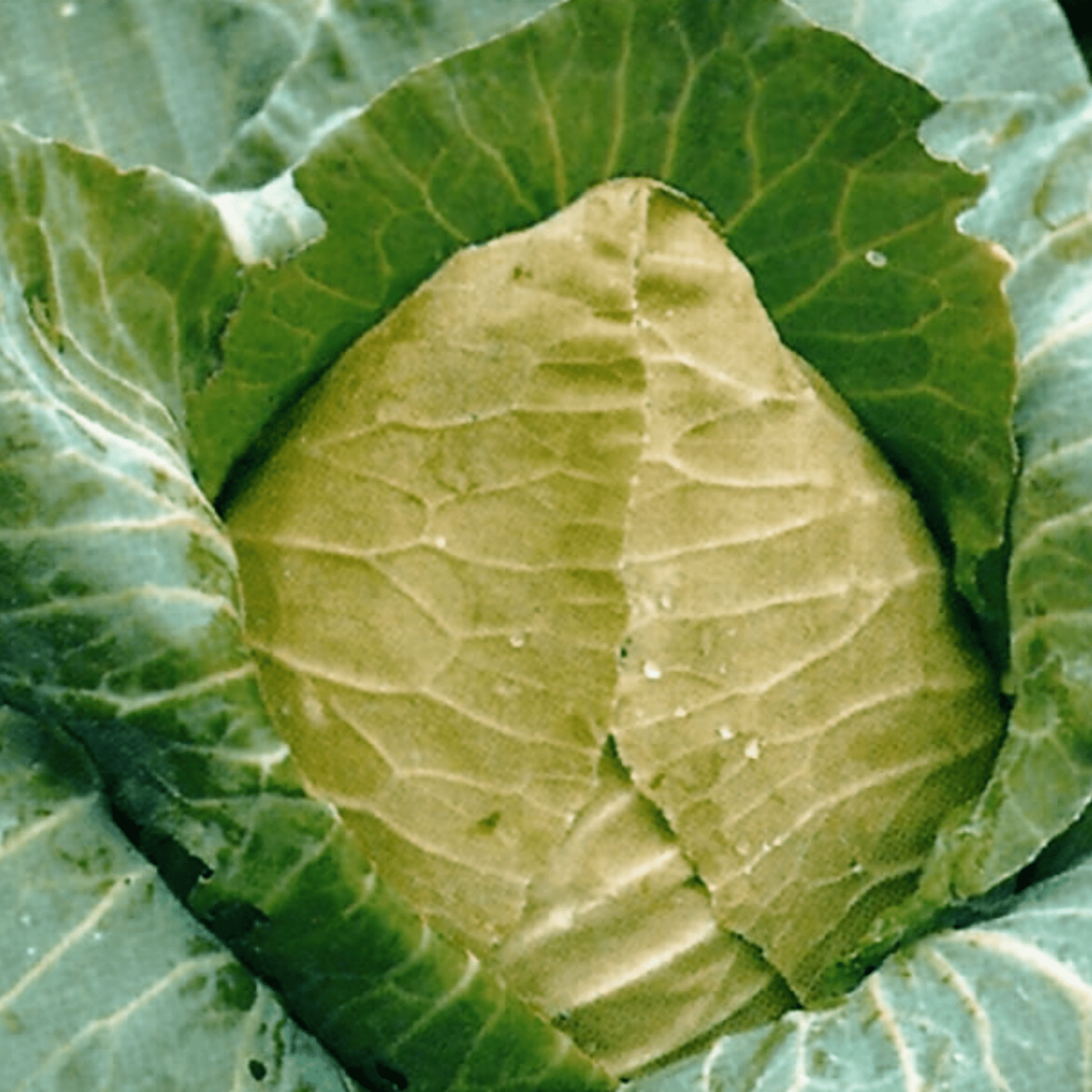 Organic Cabbage Cuor di Bue (Oxheart) 100 Seeds - Chartley Chucks