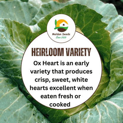 Organic Cabbage Cuor di Bue (Oxheart) 100 Seeds - Chartley Chucks