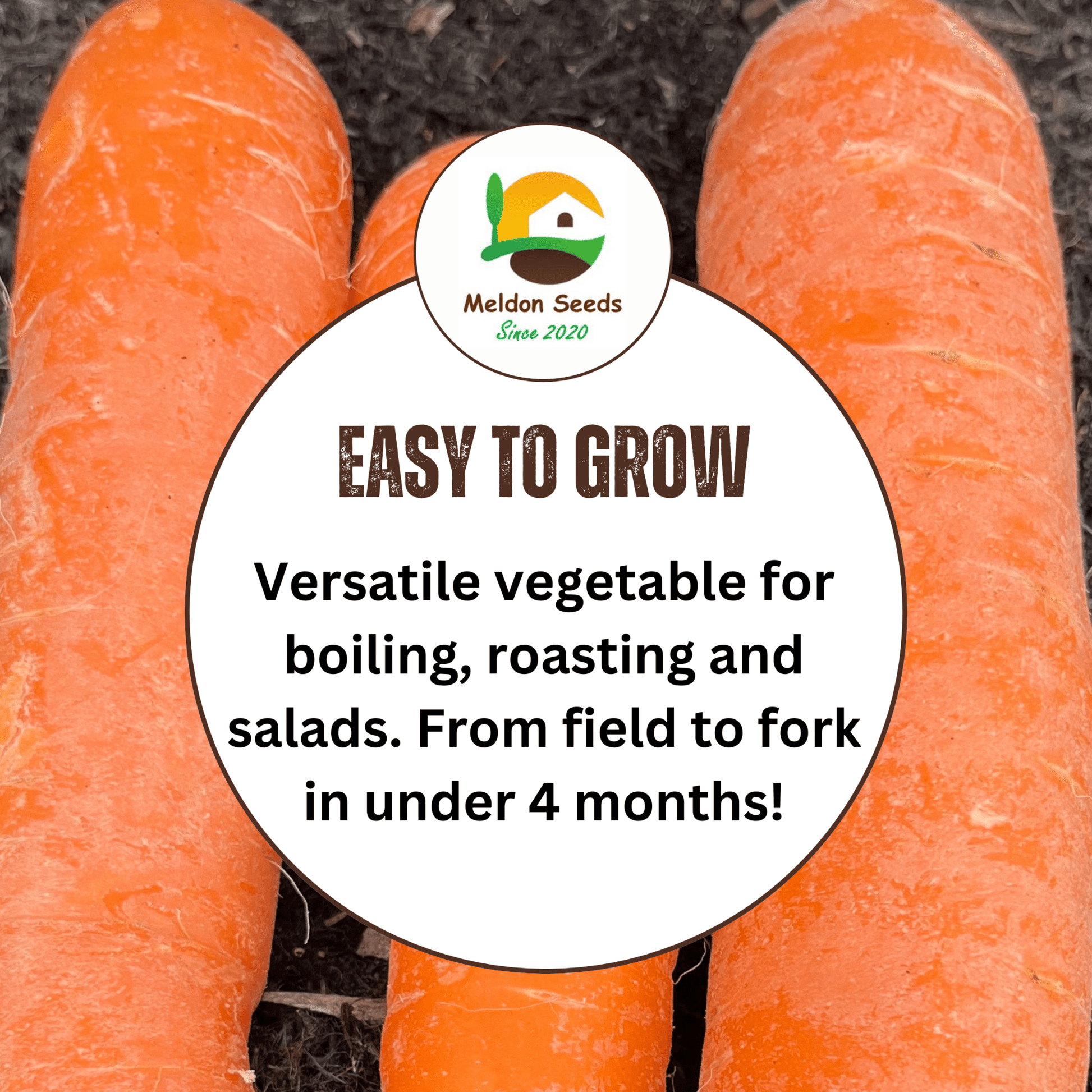 Organic Carrot Early Nantes 1000 Seeds - Chartley Chucks