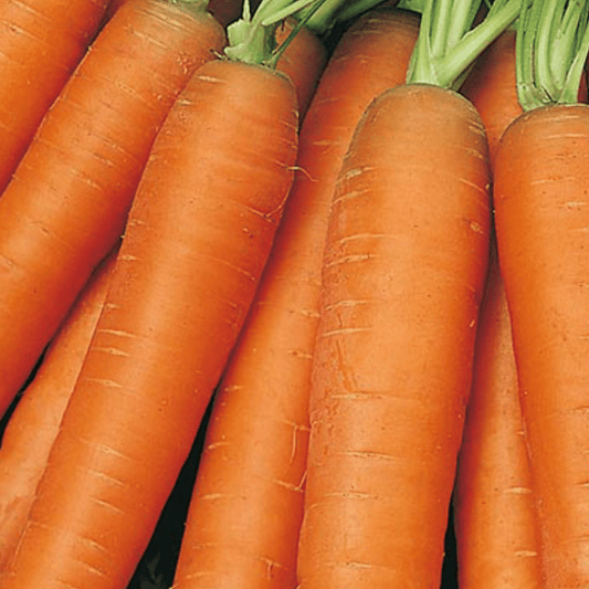 Organic Carrot Early Nantes 1000 Seeds - Chartley Chucks