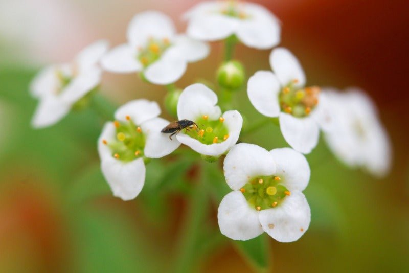 Orius Thrips Killer - Chartley Chucks