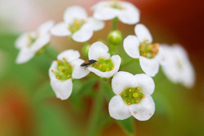 Orius Thrips Killer - Chartley Chucks