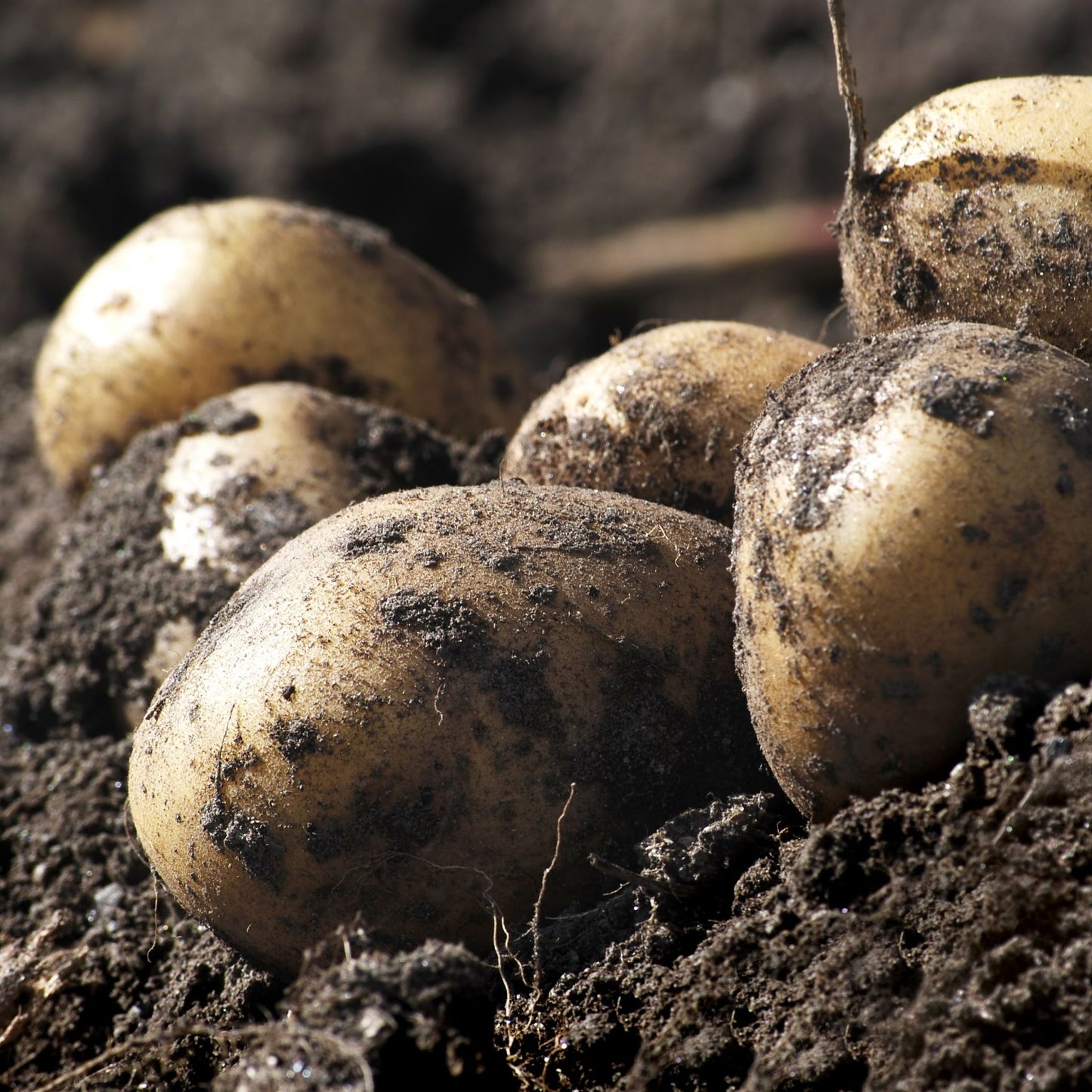 Orla Seed Potatoes 2KG - Chartley Chucks