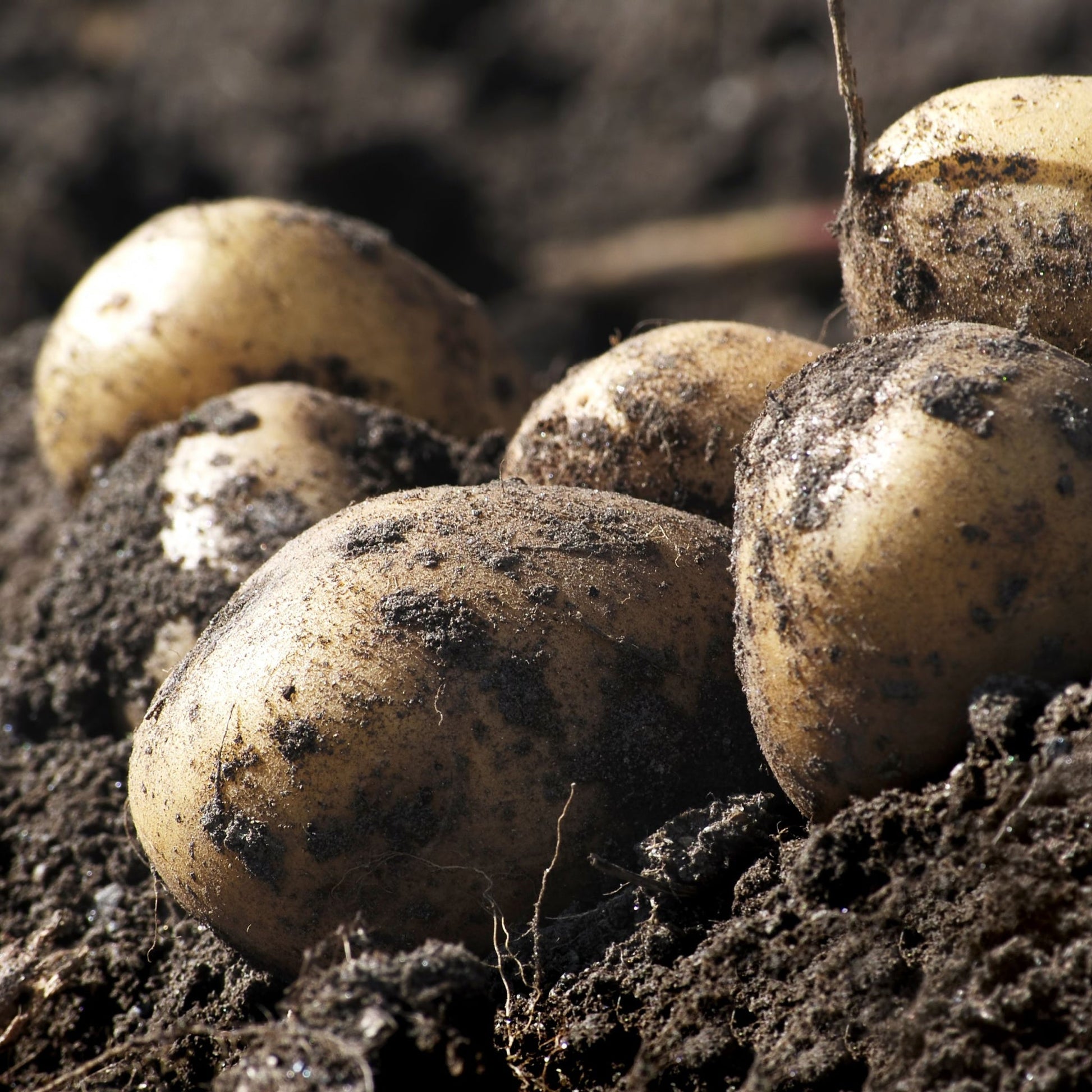 Orla Seed Potatoes 2KG - Chartley Chucks