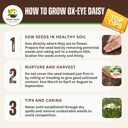 Ox - Eye Daisy Seeds - 1000 Native UK Wild Flower Seeds for Attracting Birds, Bees, Wildlife, Pollinators, Suitable for Planting and Growing Outdoors in Meadows, Fields, Gardens and Borders - Packed in The UK by Meldon Seeds - Chartley Chucks