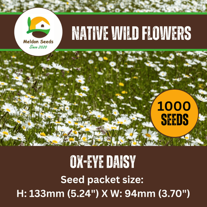 Ox - Eye Daisy Seeds - 1000 Native UK Wild Flower Seeds for Attracting Birds, Bees, Wildlife, Pollinators, Suitable for Planting and Growing Outdoors in Meadows, Fields, Gardens and Borders - Packed in The UK by Meldon Seeds - Chartley Chucks