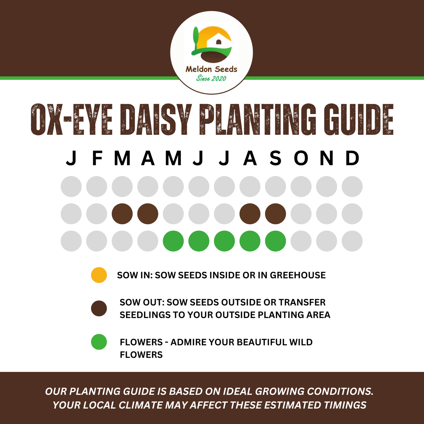 Ox - Eye Daisy Seeds - 1000 Native UK Wild Flower Seeds for Attracting Birds, Bees, Wildlife, Pollinators, Suitable for Planting and Growing Outdoors in Meadows, Fields, Gardens and Borders - Packed in The UK by Meldon Seeds - Chartley Chucks