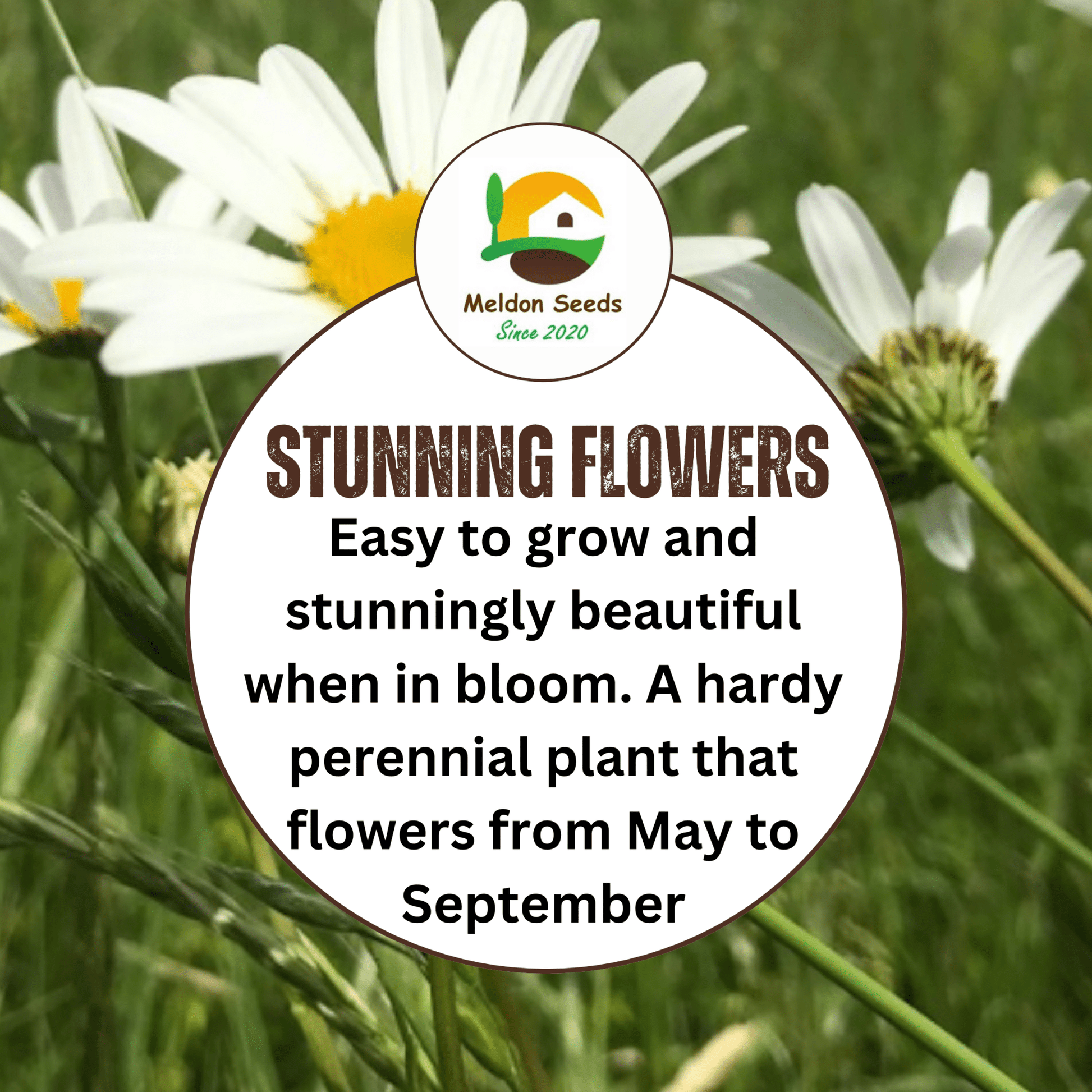 Ox - Eye Daisy Seeds - 1000 Native UK Wild Flower Seeds for Attracting Birds, Bees, Wildlife, Pollinators, Suitable for Planting and Growing Outdoors in Meadows, Fields, Gardens and Borders - Packed in The UK by Meldon Seeds - Chartley Chucks