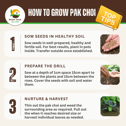 Pak Choi Seeds Red Choi F1 - 100 Fresh Seeds Bok Choy Chinese Cabbage Seeds UK - Chartley Chucks