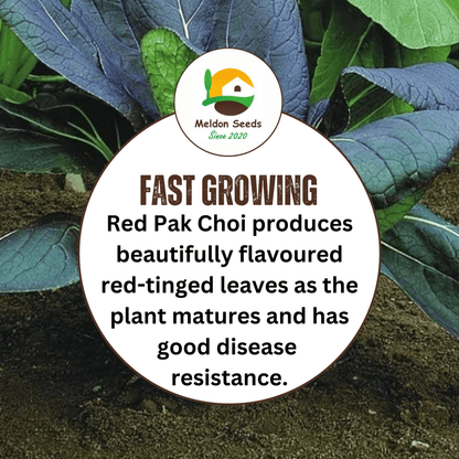 Pak Choi Seeds Red Choi F1 - 100 Fresh Seeds Bok Choy Chinese Cabbage Seeds UK - Chartley Chucks