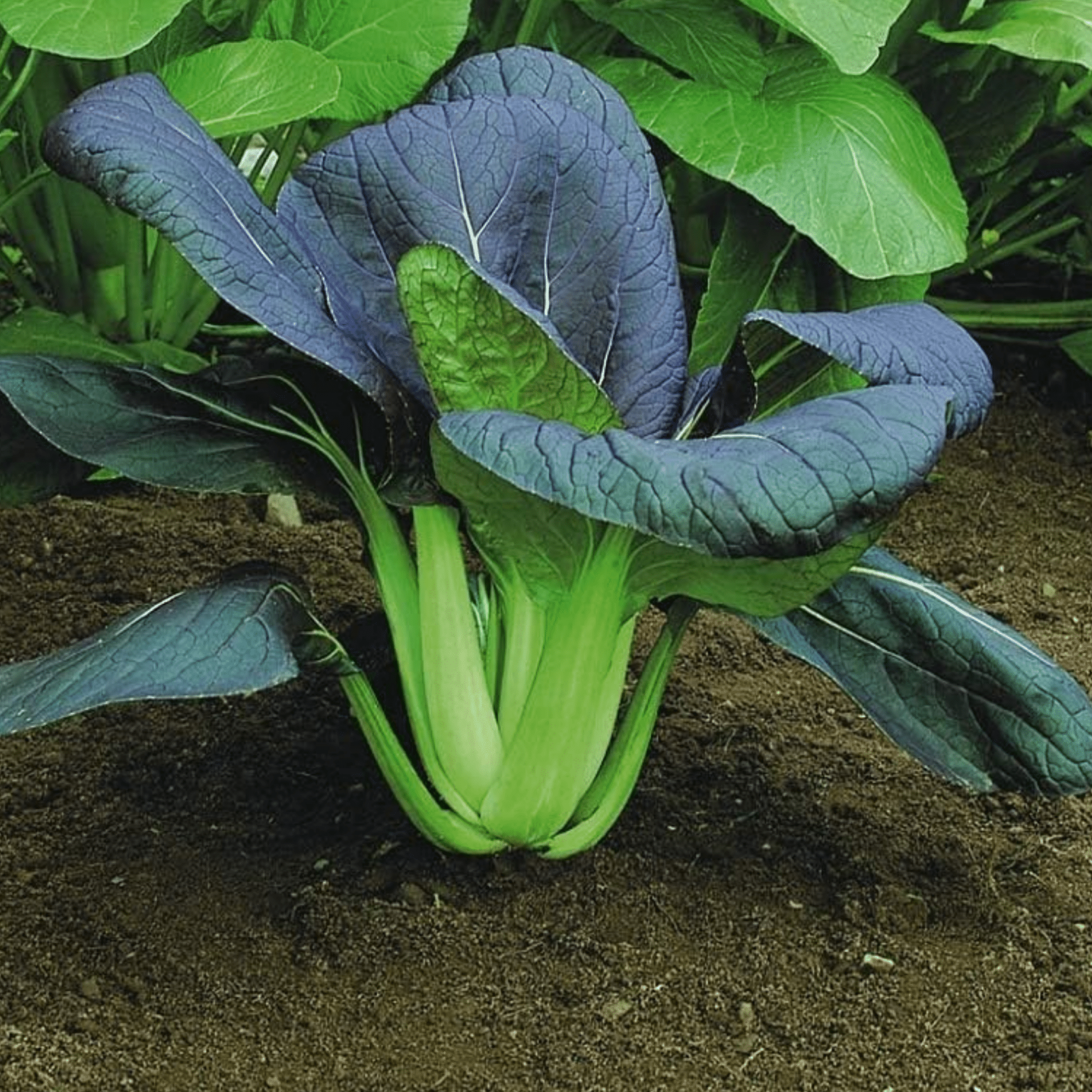 Pak Choi Seeds Red Choi F1 - 100 Fresh Seeds Bok Choy Chinese Cabbage ...