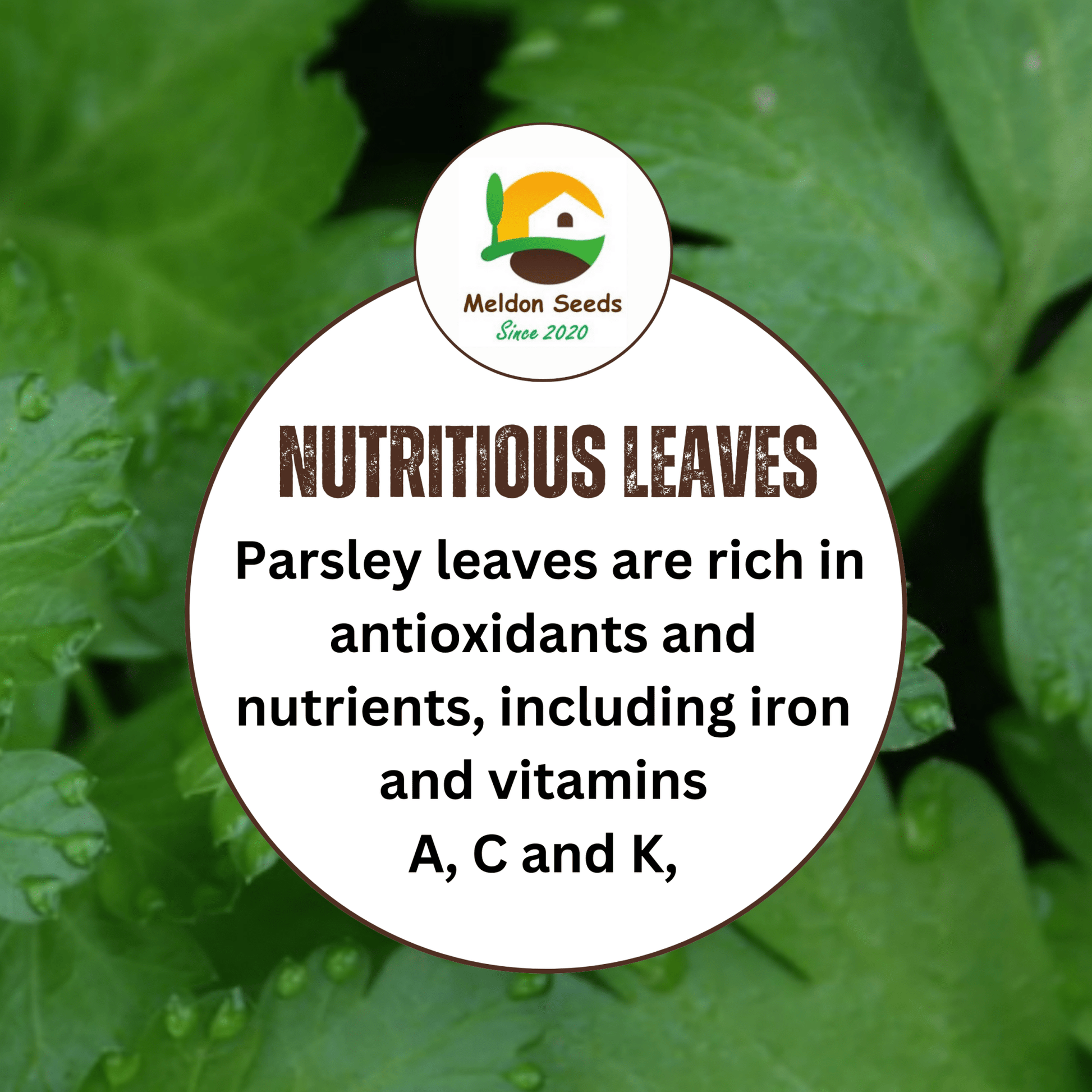 Parsley Plain/French 400 Seeds - Chartley Chucks