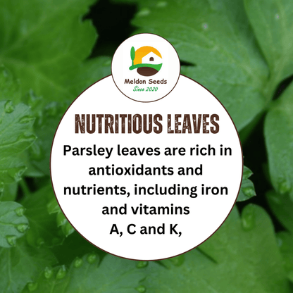 Parsley Plain/French 400 Seeds - Chartley Chucks