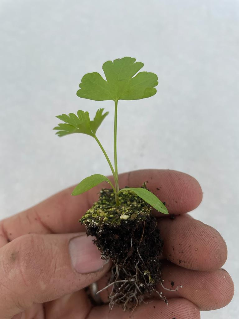 Parsley Plug Plants Flat & Curly leaf "Grow Your Own" Herbs 'Ready to Plant Now' Young Herb Plants **Letterbox Friendly** - Chartley Chucks