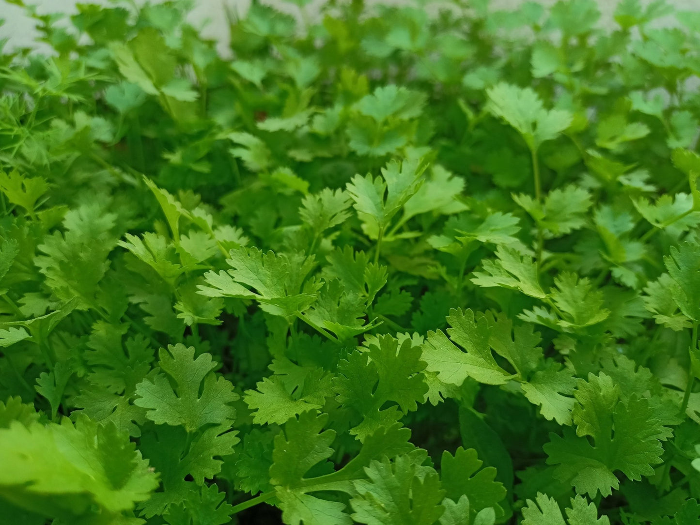 Parsley Plug Plants Flat & Curly leaf "Grow Your Own" Herbs 'Ready to Plant Now' Young Herb Plants **Letterbox Friendly** - Chartley Chucks