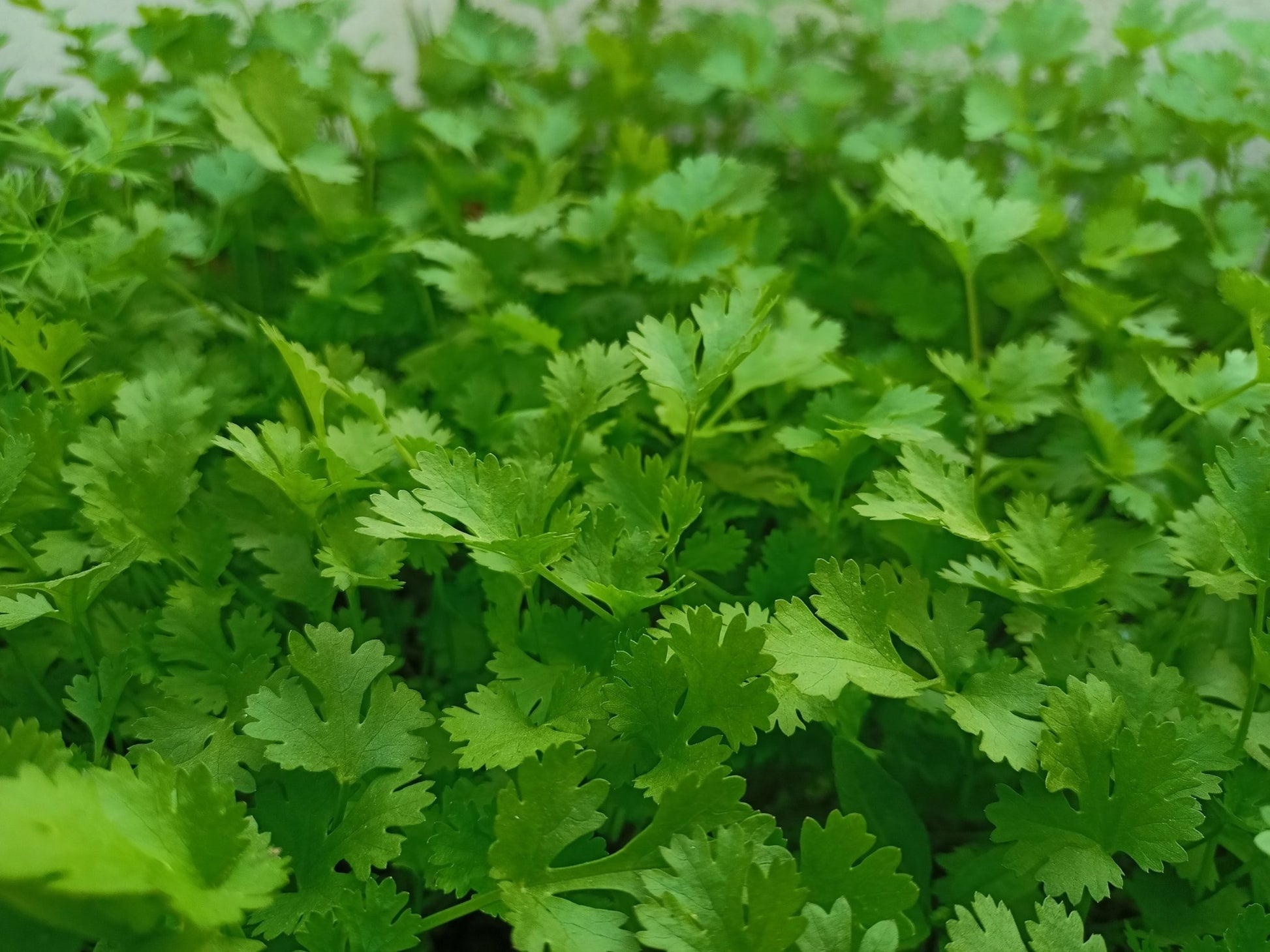 Parsley Plug Plants Flat & Curly leaf "Grow Your Own" Herbs 'Ready to Plant Now' Young Herb Plants **Letterbox Friendly** - Chartley Chucks