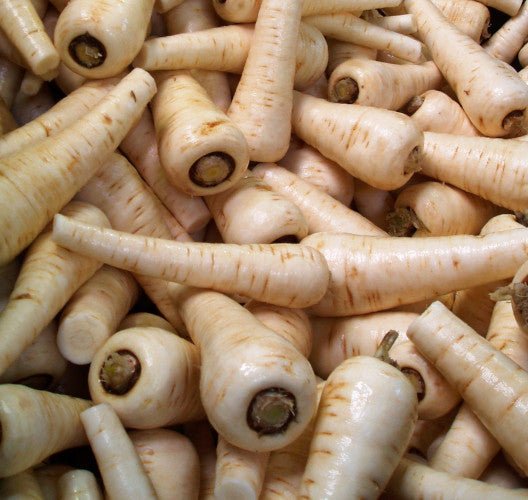 Parsnip Plug Plants "Grow Your Own" Vegetables **Letterbox Friendly** - Chartley Chucks